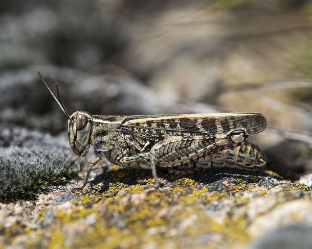 smsm_MSC_u8666_g Well camouflaged grasshopper species Bryodemella tuberculata of the Acrididae family, Valais, Switzerland