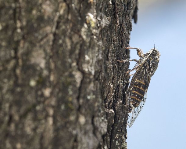 smsm_MSC_u8780_g Cicada orni, a species of the cicada family (Cicadidae), Valais, Switzerland