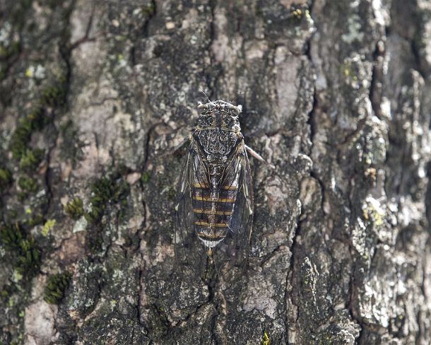 smsm_MSC_u8797_g Well camouflaged Cicada orni, blending in with the color of the tree trunk, a species of the cicada family (Cicadidae), Valais, Switzerland