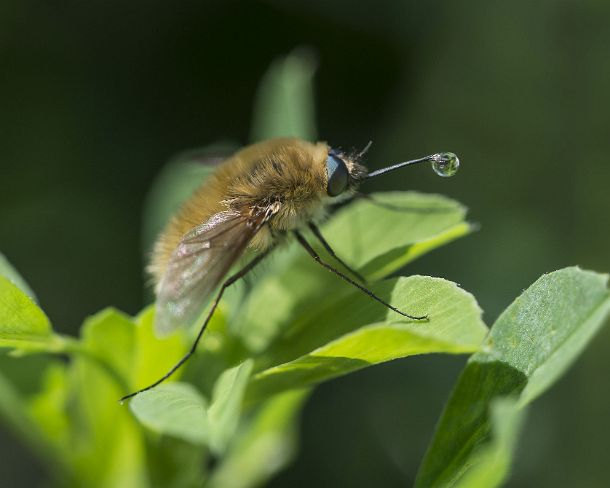 smsm_MSC_u8830_g Western Bee-fly (Bombylius canescens), with dew drop at the proboscis, Valais, Switzerland