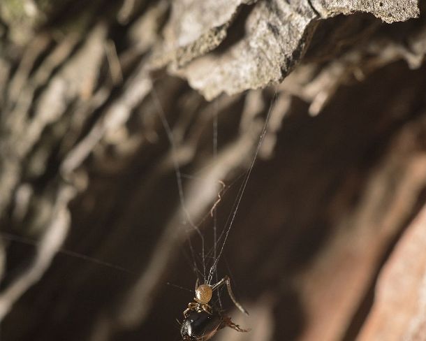 smsm_MSC_u9680_g Cobweb spider (Steatoda bipunctata) having caught a black-brown carpenter ant measuring multiple times her own size, Valais, Switzerland