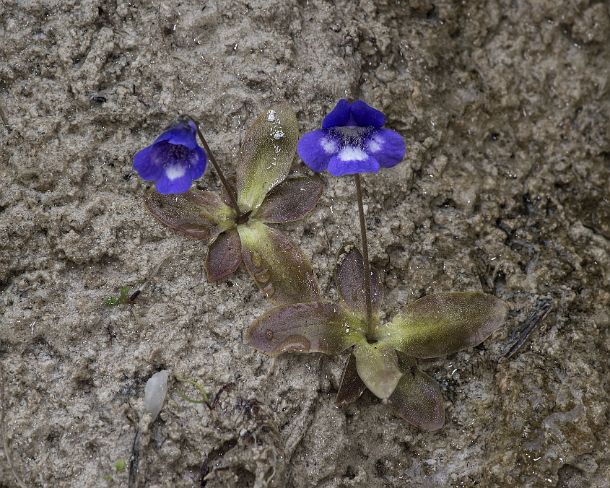 smGVA_MSC_c4s2960_g Common butterwort (Pinguicula vulgaris), a carnivorous plant, Binntal Valley, Valais, Switzerland