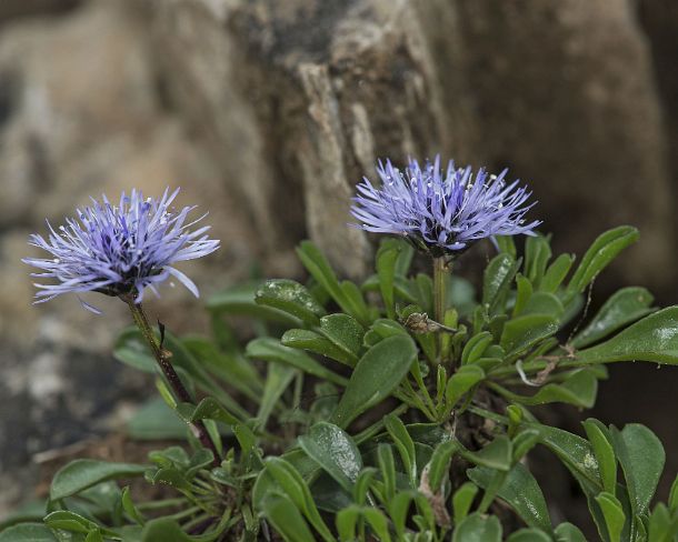 smGVA_MSC_c4s2973_g Heart-leaved globe dais y(Globularia cordifolia), Binntal Valley, Valais, Switzerland