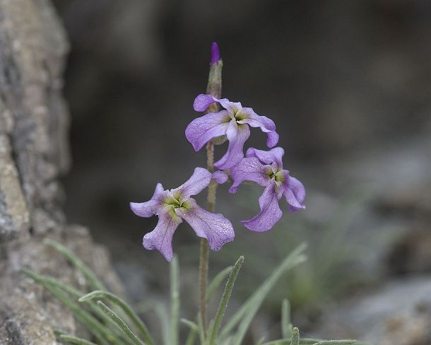 smGVA_MSC_c4s3040_g Levkoje sp. Matthiola valesiaca, a rare flower from Valais, Binntal Valley, Valais, Switzerland