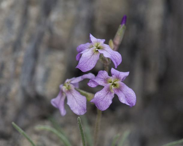 smGVA_MSC_c4s3054_g Levkoje sp. Matthiola valesiaca, a rare flower from Valais, Binntal Valley, Valais, Switzerland