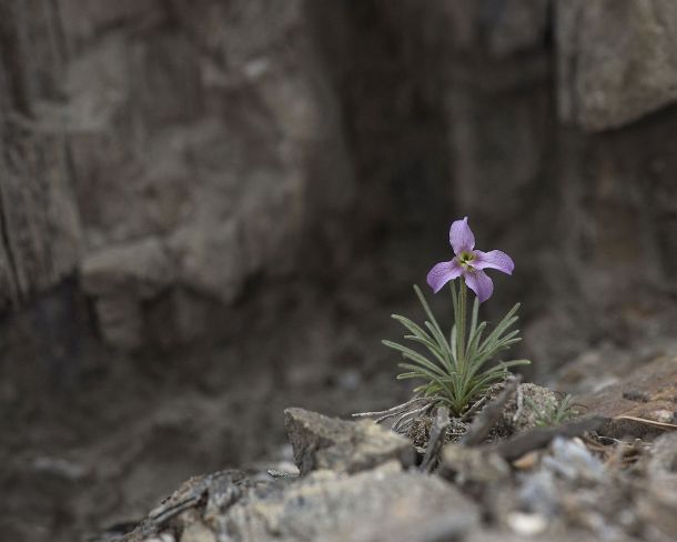 smGVA_MSC_c4s3056_g Levkoje sp. Matthiola valesiaca, a rare flower from Valais, Binntal Valley, Valais, Switzerland