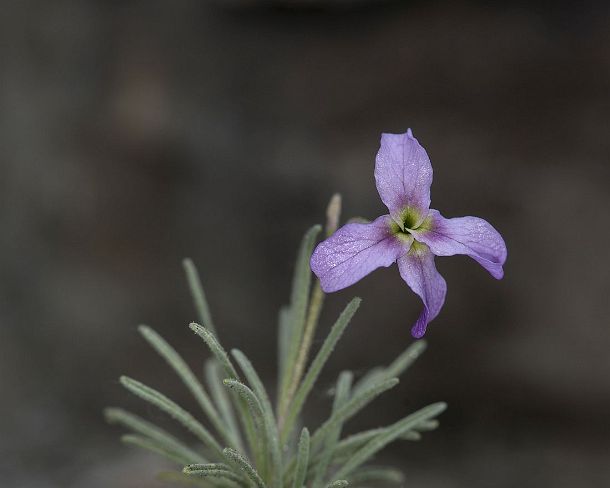 smGVA_MSC_c4s3084_g Levkoje sp. Matthiola valesiaca, a rare flower from Valais, Binntal Valley, Valais, Switzerland