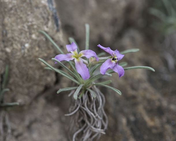 smGVA_MSC_c4s3091_g Levkoje sp. Matthiola valesiaca, a rare flower from Valais, Binntal Valley, Valais, Switzerland