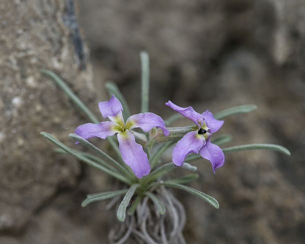 smGVA_MSC_c4s3092_g Levkoje sp. Matthiola valesiaca, a rare flower from Valais, Binntal Valley, Valais, Switzerland