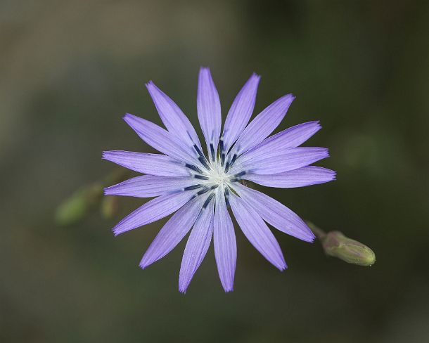 smGVA_MSC_c4s3112_g Flower head of the Common chicory (Cichorium intybus), Binntal Valley, Valais, Switzerland