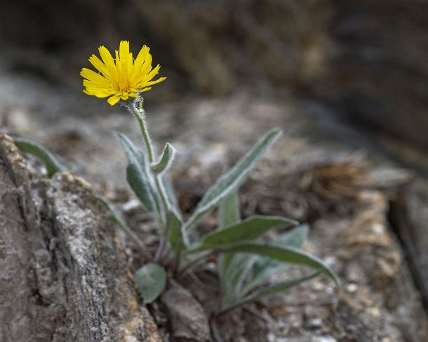 smGVA_MSC_c4s3126_g Alpine hawkweed (Hieracium alpinum), Binntal Valley, Valais, Switzerland