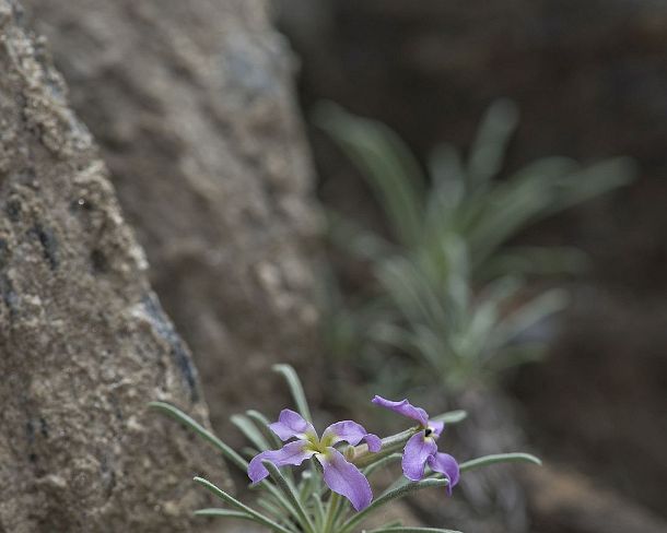 smGVA_MSC_c4s3132_g Levkoje sp. Matthiola valesiaca, a rare flower from Valais, Binntal Valley, Valais, Switzerland