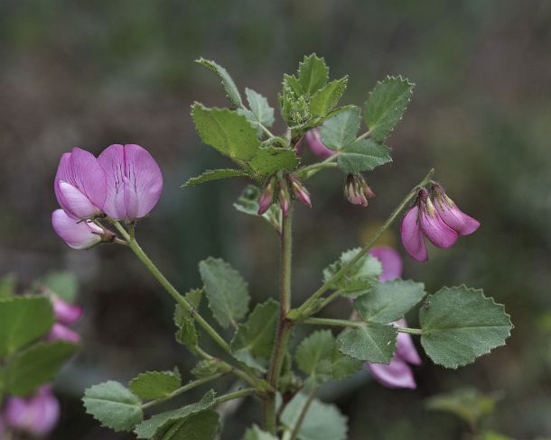 smGVA_MSC_c4s3143_g Round-leaved restharrow (Ononis rotundifolia), Binntal Valley, Valais, Switzerland