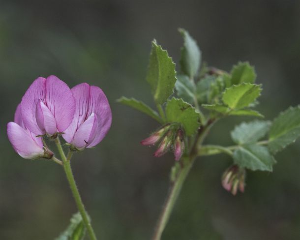 smGVA_MSC_c4s3149_g Round-leaved restharrow (Ononis rotundifolia), Binntal Valley, Valais, Switzerland