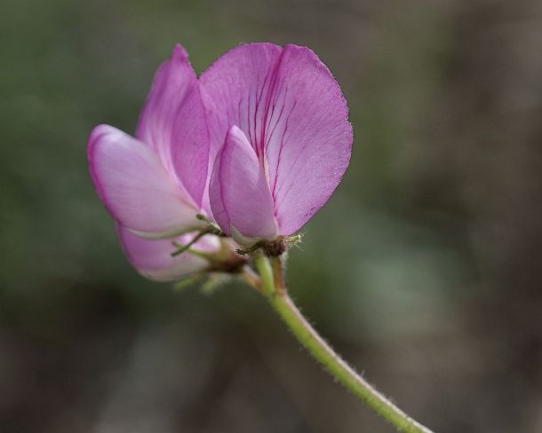 smGVA_MSC_c4s3160_g Round-leaved restharrow (Ononis rotundifolia), Binntal Valley, Valais, Switzerland