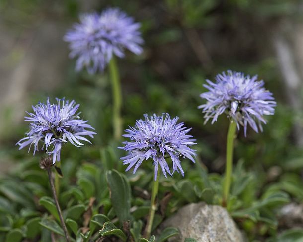 smGVA_MSC_c4s3169_g Heart-leaved globe dais y(Globularia cordifolia), Binntal Valley, Valais, Switzerland