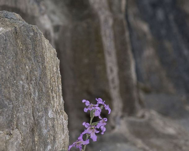 smGVA_MSC_c4s3174_g Levkoje sp. Matthiola valesiaca, a rare flower from Valais, Binntal Valley, Valais, Switzerland