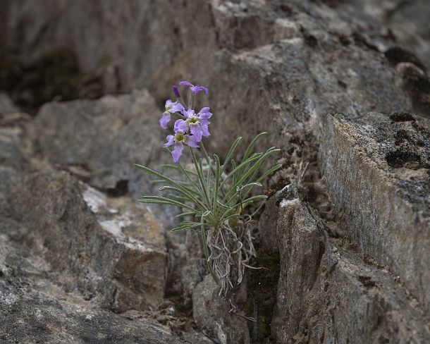 smGVA_MSC_c4s3178_g Levkoje sp. Matthiola valesiaca, a rare flower from Valais, Binntal Valley, Valais, Switzerland