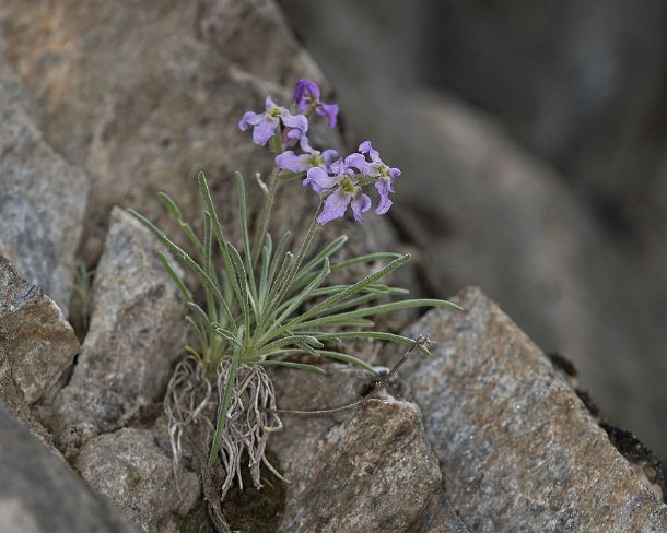 smGVA_MSC_c4s3192_g Levkoje sp. Matthiola valesiaca, a rare flower from Valais, Binntal Valley, Valais, Switzerland