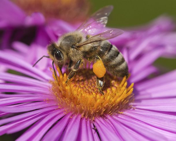 smGVA_9633_g Honey bee worker gathering pollen into the pollen baskets on its back legs, Wallis, Schweiz