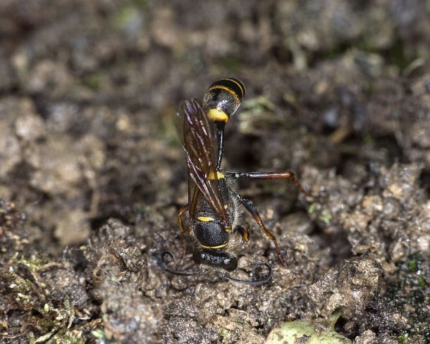 smGVA_MSC_4s917_g4 Asian mud-dauber wasp (Sceliphron curvatum) collecting mud for building brood cells, Ovronnaz, Valas, Switzerland