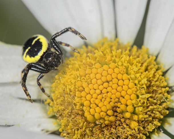 smGVA_MSC_c4t4973_g Yellow color variation of a Napoleon crab spider (Synema globosum) on a daisy flower, Valais, Switzerland