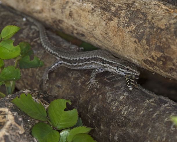 smGVA_MSC_c4t5367_g Viviparous lizard (Zootoca vivipara) having caught a hover fly, Valais, Switzerland