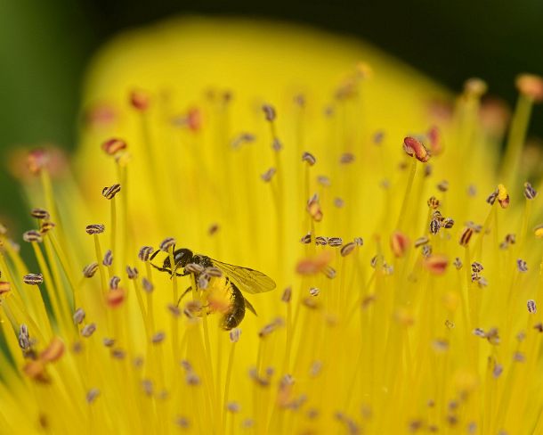 smGVA_MSC_c4t6158_g Wild bee Halictus maculatus feeding on pollen of a perforate St Johns-wort flower, Valais, Switzerland