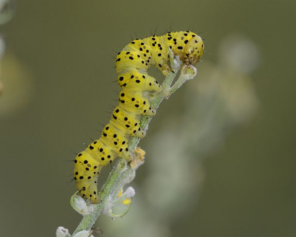 smGVA_MSC_c4t6433_g Caterpillar of Mullein (Cucullia verbasci) moth feeding on its host plant, a flowering mullein (Verbascum lychnitis), Valais, Switzerland