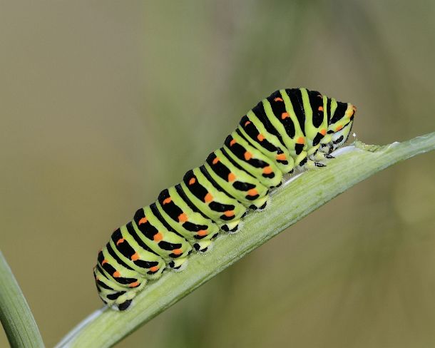 smGVA_MSC_c4t7088_g Fully grown Larva of Old World Swallowtail (Papilio machaon) on fennel, one of its food plants, Valais, Switzerland