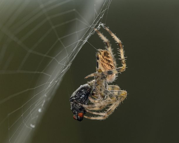 smGVA_MSC_c4t7094_g Europan garden spider (Araneus diadematus) having caught prey, Valais, Switzerland