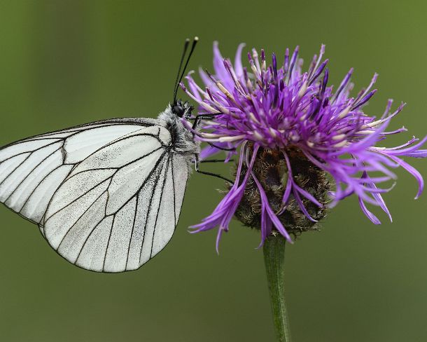 smGVA_MSC_c4t7273_g Black-veined white (Aporia crataegi), Valais, Switzerland