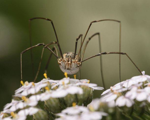 smGVA_MSC_c4t8804_g Harvestman Mitopus morio, Valais, Switzerland