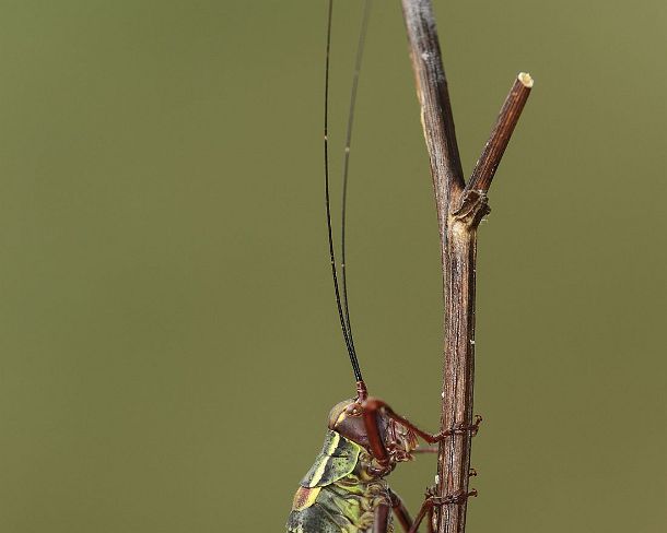 smGVA_MSC_c4t9454_g Female Saddle-backed bush cricket (Ephippiger diurnus), Valais, Switzerland