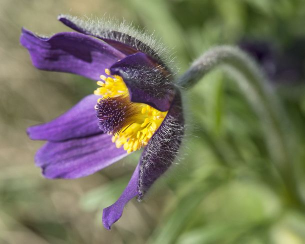 smGVA_MSC_cw5335_g Mountain Pasqueflower (Pulsatilla montana), Valais, Switzerland