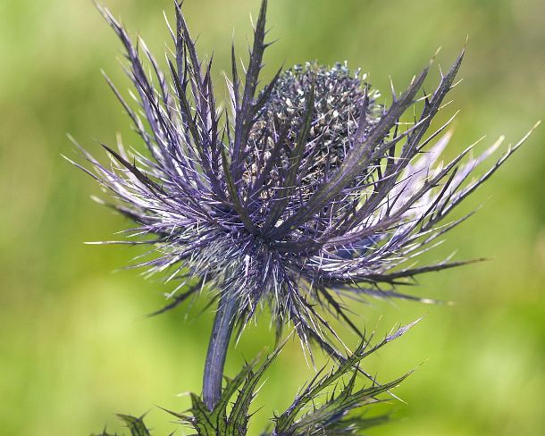 smsm_MSC_b28773_u Inflorescense of Alpine sea holly (Eryngium alpinum), Carrot (Parsley) family (Apiaceae), Alps of Liechtenstein