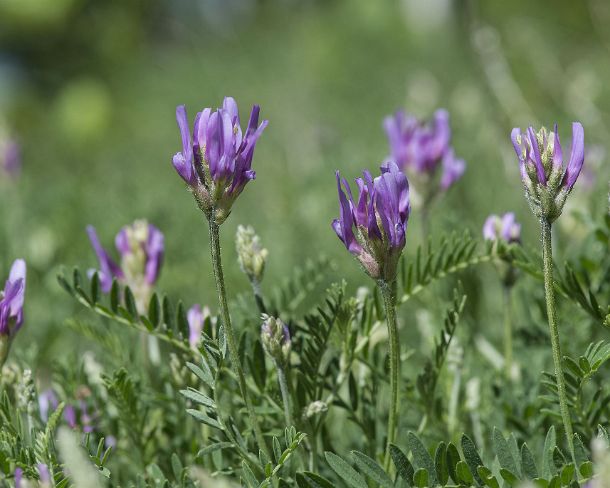 smGVA_MSC_4r3767_g Astragalus (milkvetch) species Astragalus onobrychi, rocky steppes in between Susten and Niedergampel, Valais, Switzerland