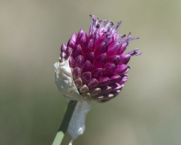 smGVA_MSC_4r3784_g Round-headed garlic (Allium sphaerocephalon), Rocky steppes in between Susten and Niedergampel, Valais, Switzerland Allium sphaerocephalon