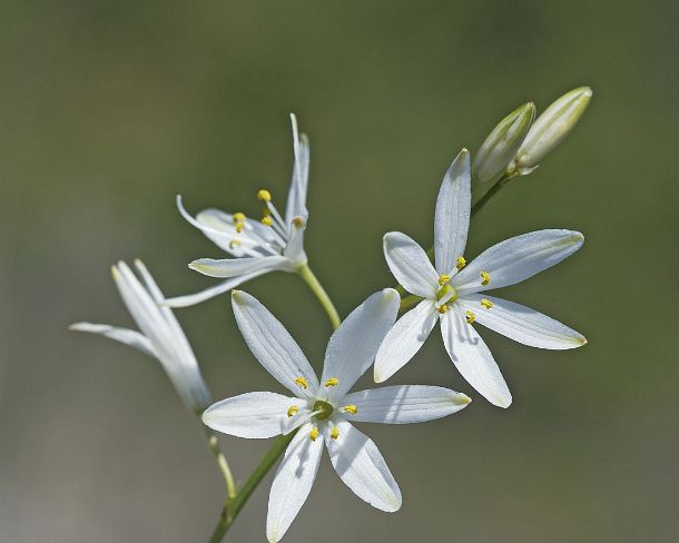 smGVA_MSC_4r3804_g St Bernard lily (Anthericum liliago), Rocky steppes in between Susten and Niedergampel, Valais, Switzerland