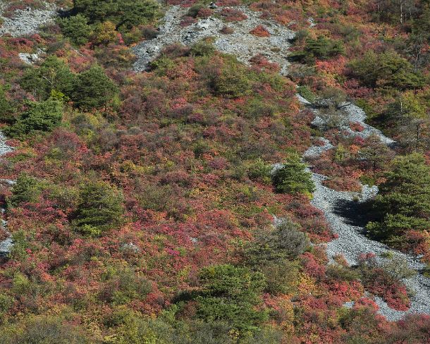 smGVA_MSC_4s4135_g Fire red smoke bushes in the the rocky steppes during automn in between Susten and Niedergampel, Valais, Switzerland