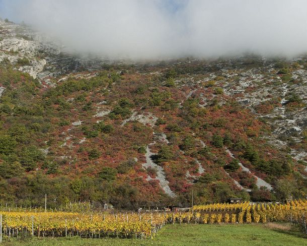 smGVA_MSC_4s4153_g Fire red smoke bushes in the the rocky steppes during automn in between Susten and Niedergampel, Valais, Switzerland