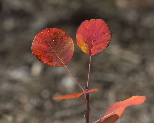 smGVA_MSC_4s4265_g Fire red leaves of a smoke bush (Cotinus coggygria) during autom, rocky steppes in between Susten and Niedergampel, Valais, Switzerland