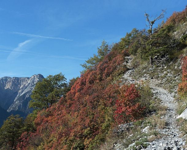 smGVA_MSC_4s4277_g Fire red smoke bushes in the the rocky steppes during automn in between Susten and Niedergampel, Valais, Switzerland