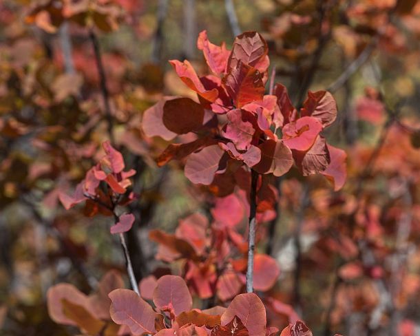 smGVA_MSC_4s4290_g Fire red leaves of a smoke bush (Cotinus coggygria) during autom, rocky steppes in between Susten and Niedergampel, Valais, Switzerland