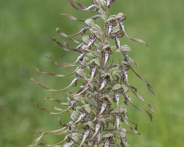 smGVA_MSC_cu4034_g Bocks-Riemenzunge (Himantoglossum hircinum), eine Erdorchidee aus der Familie der Orchideen (Orchidaceae), Schweiz