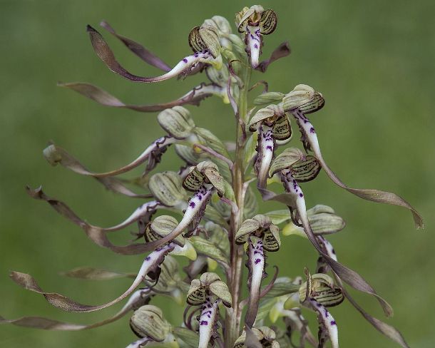 smGVA_MSC_cu4059_g Bocks-Riemenzunge (Himantoglossum hircinum), eine Erdorchidee aus der Familie der Orchideen (Orchidaceae), Schweiz