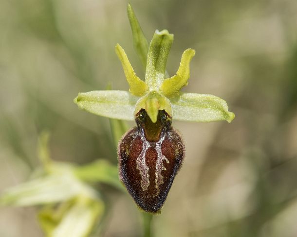 sm_orchis2N1183 Flower of the terrestrial Early spider orchid (Ophrys aranifera), a prominant example of sexual mimicry in plants, Canton Valais, Switzerland