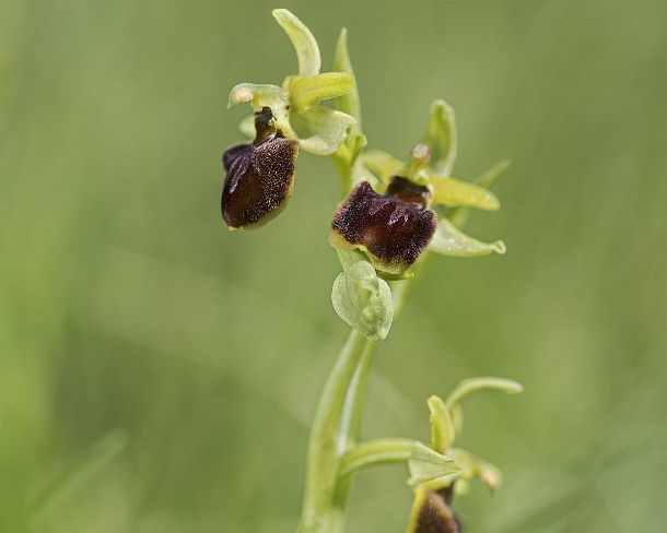 sm_orchis2N1185 Flower of the terrestrial Early spider orchid (Ophrys aranifera), a prominant example of sexual mimicry in plants, Canton Valais, Switzerland