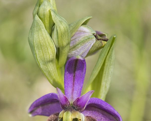 sm_orchis2N1186 Flower of the terrestrial Early spider orchid (Ophrys fuciflora), a prominant example of sexual mimicry in plants, Canton Valais, Switzerland