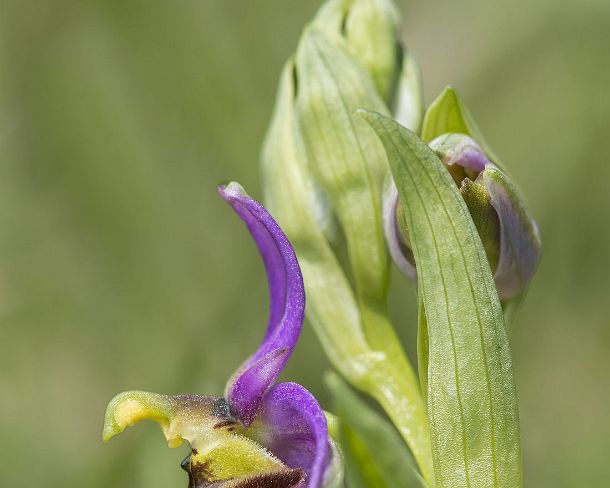sm_orchis2N1187 Flower of the terrestrial Early spider orchid (Ophrys fuciflora), a prominant example of sexual mimicry in plants, Canton Valais, Switzerland
